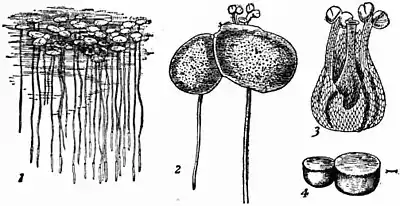 Britannica Duckweed.jpg