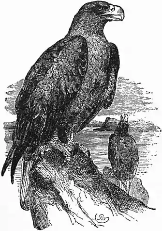 Britannica Eagle 1.jpg