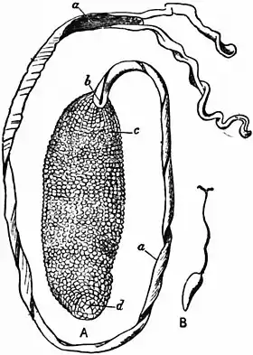 Britannica Echiuroidea 1.jpg