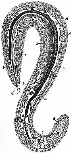 Britannica Echiuroidea 3.jpg