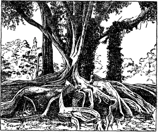 Britannica Fig Ficus elastica.png