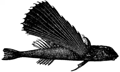 Britannica Flying-fish Dactylopterus volitans.png