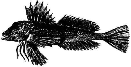 Britannica Gurnard Trigla pleuracanthica.png