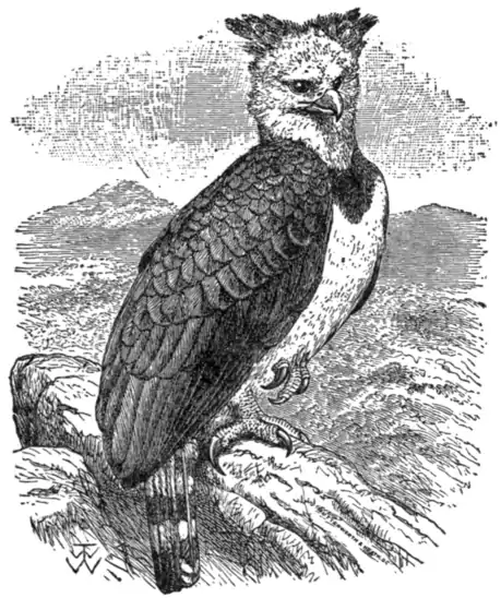 Britannica Harpy.png