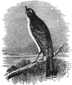 Britannica King-bird.png