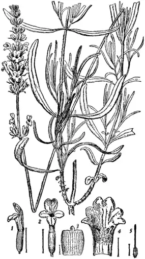 Britannica Lavender.png