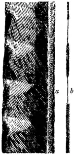 Britannica Lyre-bird Exterior Feathers.png