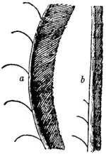 Britannica Lyre-bird Middle Feathers.png