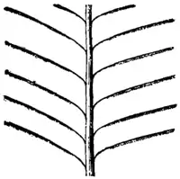 Britannica Lyre-bird Twelve Feathers.png