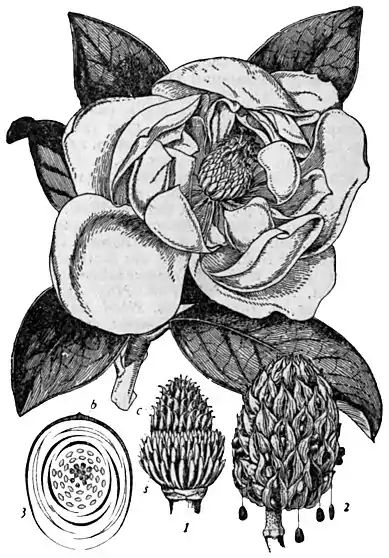 Britannica Magnolia - grandiflora.jpg