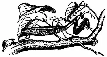 Britannica Mantis.jpg