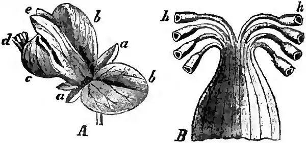 Britannica Milkwort.jpg