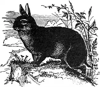 Britannica Rabbit.jpg