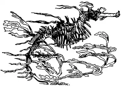 Britannica Sea-horses, Phyllopteryx eques.jpg