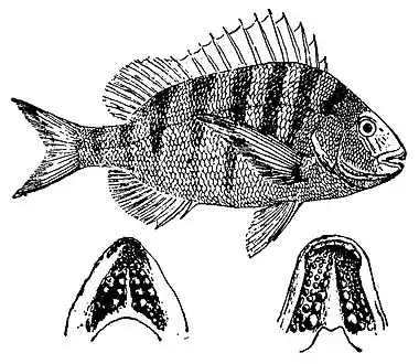 Britannica Sheepshead.jpg