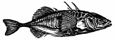 Britannica Stickleback.jpg