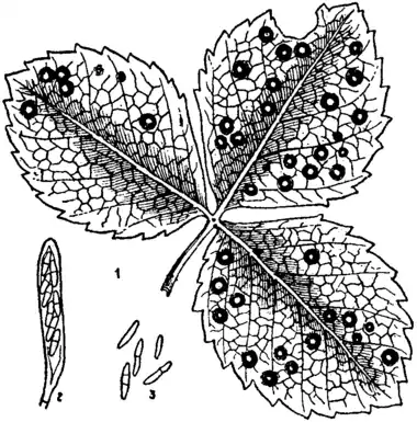 Britannica Strawberry Leaf-spot Fungus.png