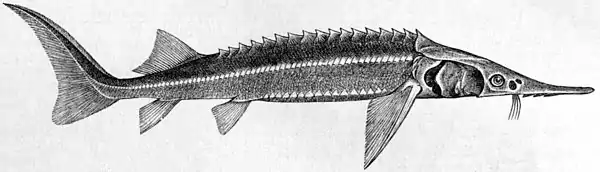 Britannica Sturgeon - The Sterlet.jpg
