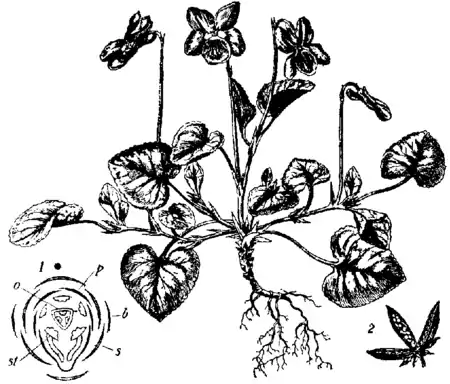 Britannica Violet Viola canina.png