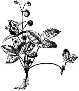 Britannica Wild Strawberry.png
