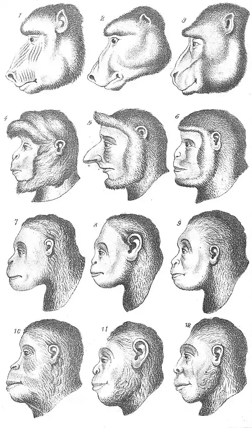 Chapman, Evolution of Life Faces of monkeys.jpg
