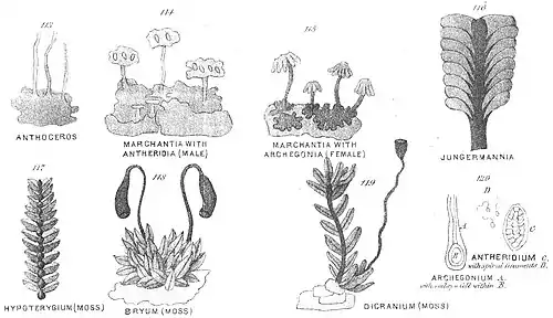 Chapman, Evolution of Life Figs 113-120.jpg