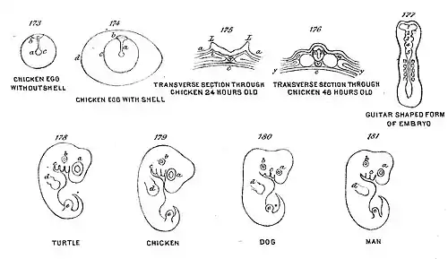 Chapman, Evolution of Life Figs 173-181.jpg