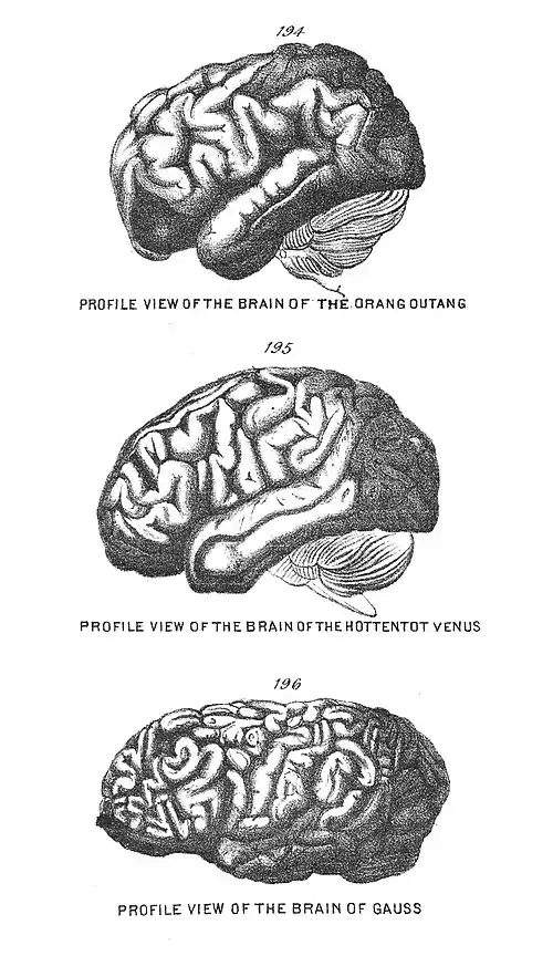 Chapman, Evolution of Life Figs 194-196.jpg