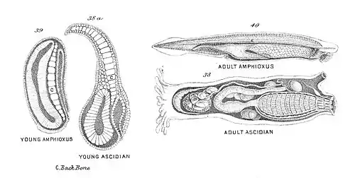 Chapman, Evolution of Life Figs 38-40.jpg