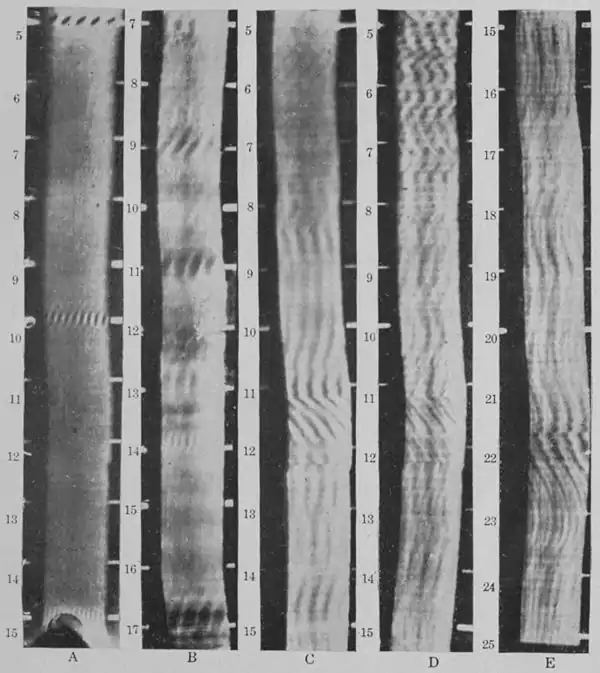 Climatic Cycles and Tree-Growth Plate 11.jpg