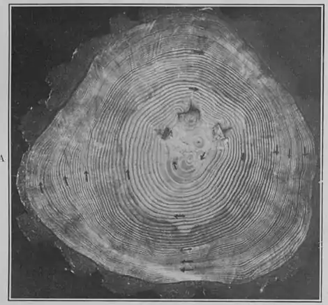 Climatic Cycles and Tree-Growth Plate 3A.jpg
