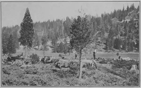 Climatic Cycles and Tree-Growth Plate 5B.jpg