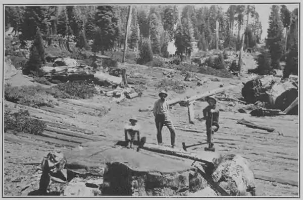 Climatic Cycles and Tree-Growth Plate 7A.jpg