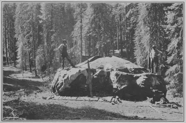 Climatic Cycles and Tree-Growth Plate 7B.jpg