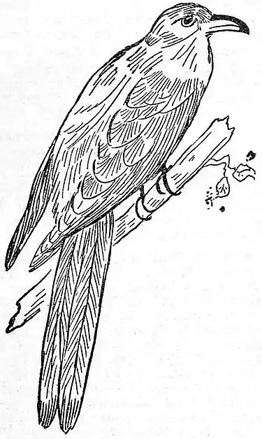 Collier's 1921 Cuckoo.jpg