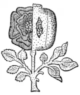 Fig. 679.—Compound Badge of Henry VIII. and Catharine of Aragon. (From the Westminster Tournament Roll.)