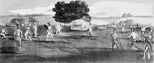 Cricket (Hutchinson) 0445.jpg