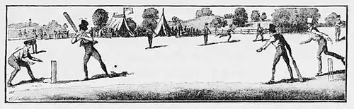 Cricket (Hutchinson) 0547.jpg