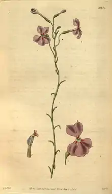 Curtis's Botanical Magazine, Plate 3075 (Volume 58, 1831).png