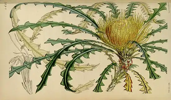 plate 4633 - Dryandra nobilis.