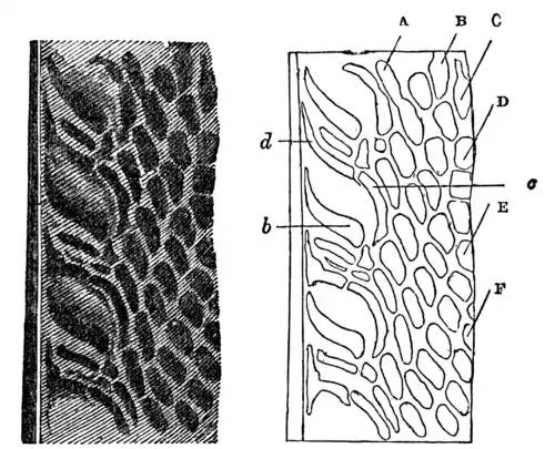 Descent of Man - Burt 1874 - Fig 59.png