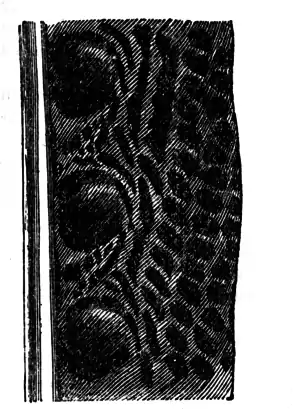 Descent of Man - Burt 1874 - Fig 60a.png