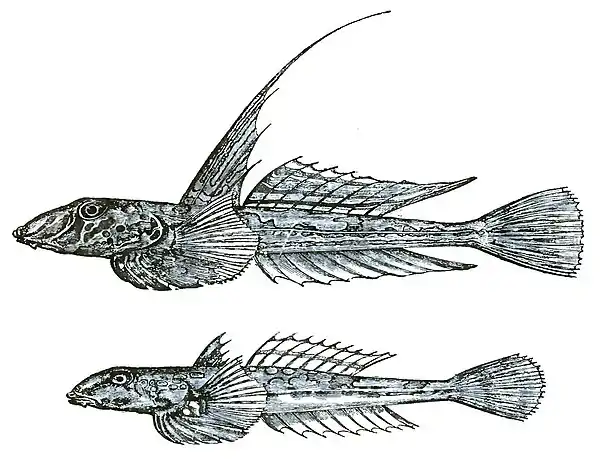 Descent of Man Appleton 1875 Fig 029.jpg