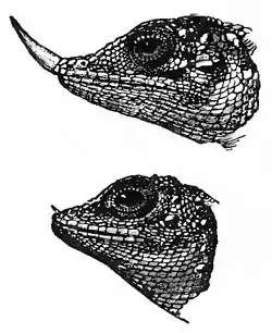 Descent of Man Appleton 1875 Fig 034.jpg