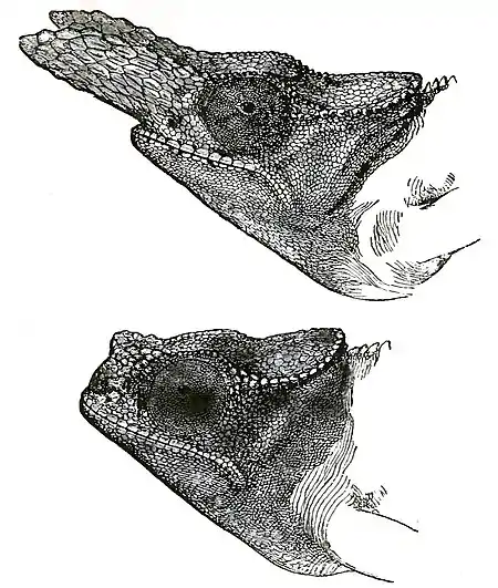Descent of Man Appleton 1875 Fig 035.jpg