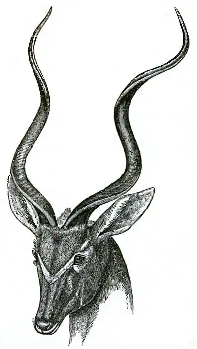 Descent of Man Appleton 1875 Fig 064.jpg