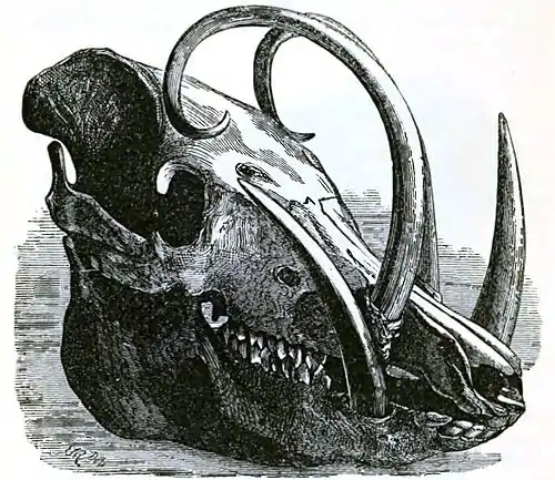 Descent of Man Appleton 1875 Fig 066.jpg