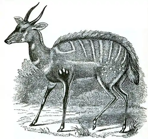 Descent of Man Appleton 1875 Fig 070.jpg