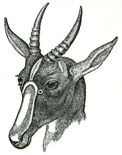 Descent of Man Appleton 1875 Fig 071.jpg