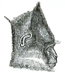 Descent of Man Appleton 1875 Fig 073.jpg